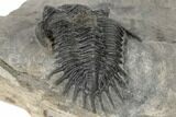 Bargain, Kayserops Megaspina Trilobite - Bou Lachrhal, Morocco #189749-4